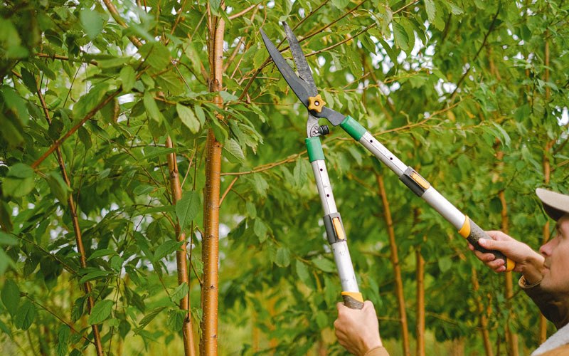 Tree trimming in Otisco, IN